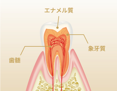 歯の構造